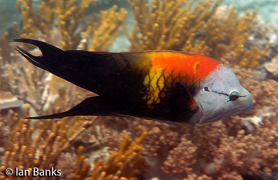 Slingjaw Wrasse