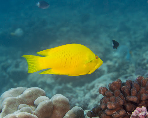 Slingjaw Wrasse