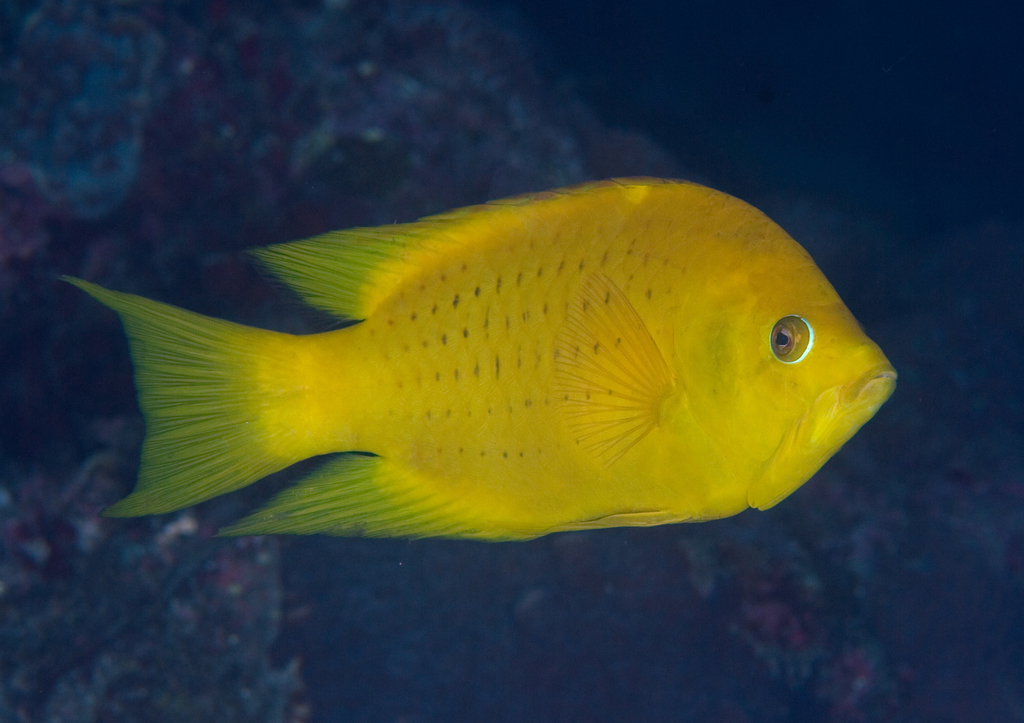 Slingjaw Wrasse