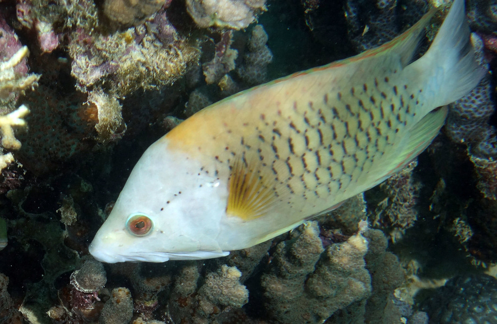 Slingjaw Wrasse