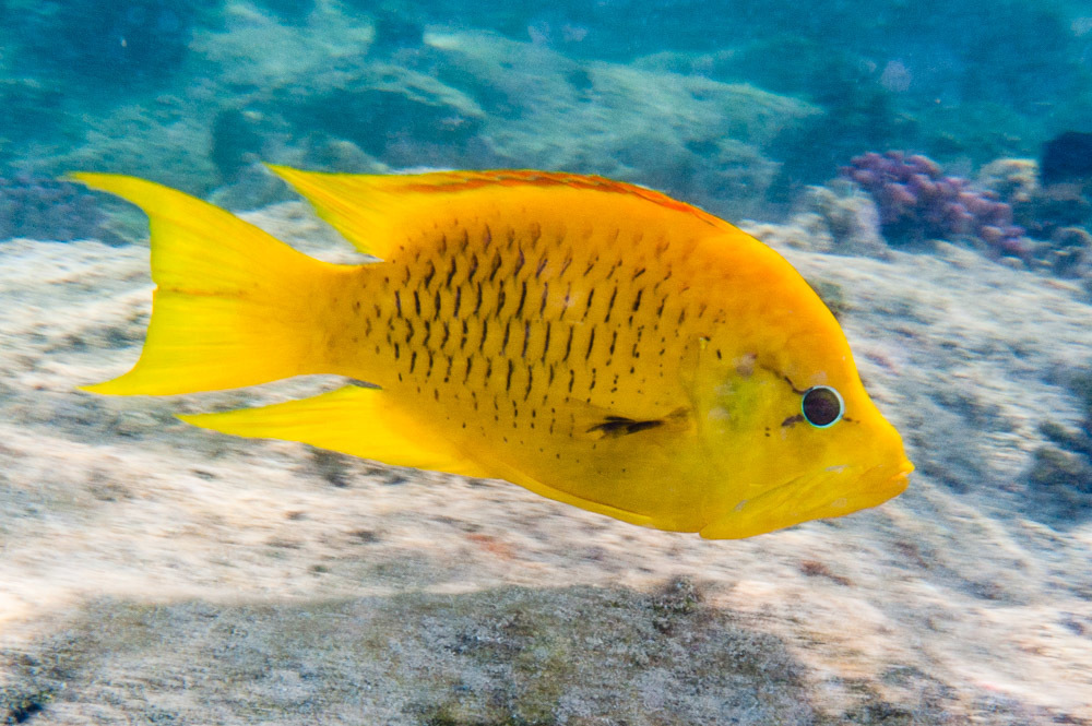 Slingjaw Wrasse