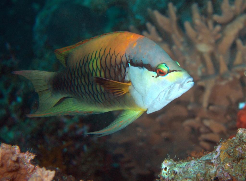 Slingjaw Wrasse