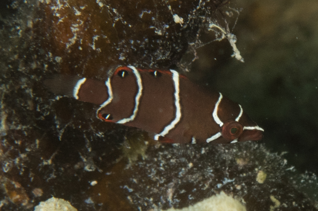 Slingjaw Wrasse