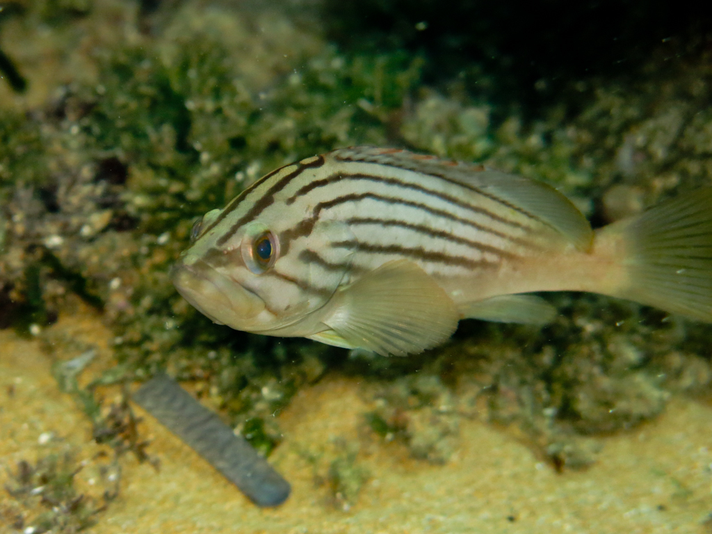 Gold Blotch Grouper