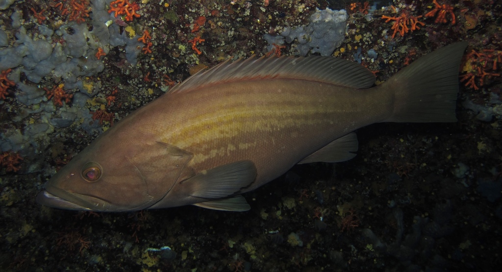 Gold Blotch Grouper