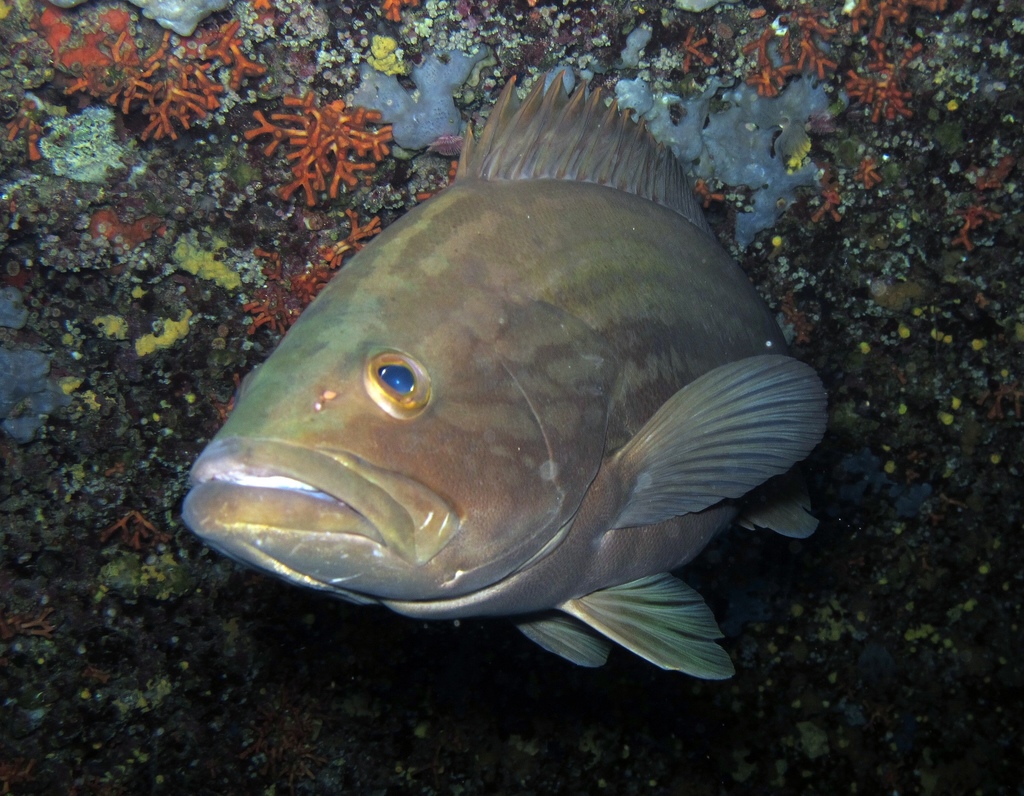 Gold Blotch Grouper