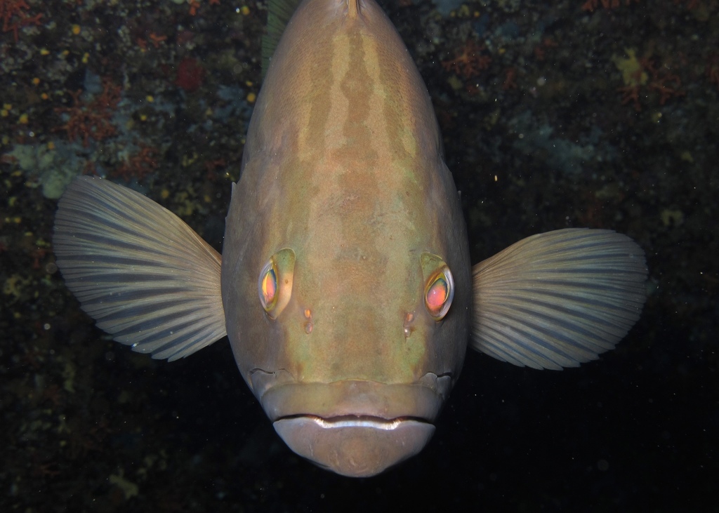 Gold Blotch Grouper