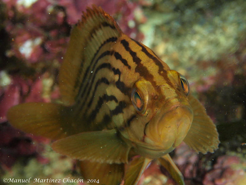 Gold Blotch Grouper
