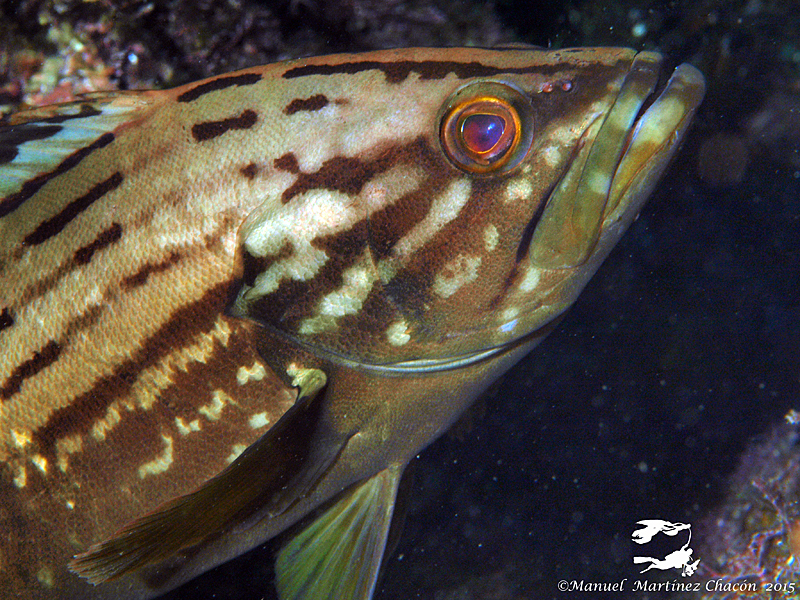 Gold Blotch Grouper