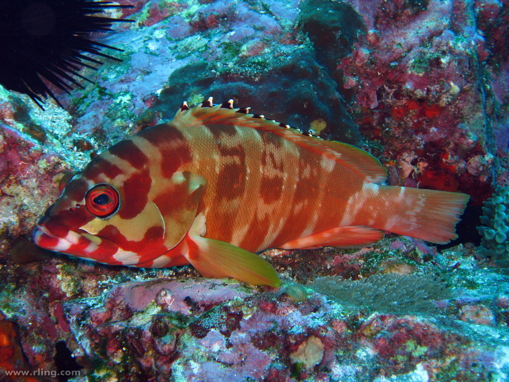 Blacktip Grouper