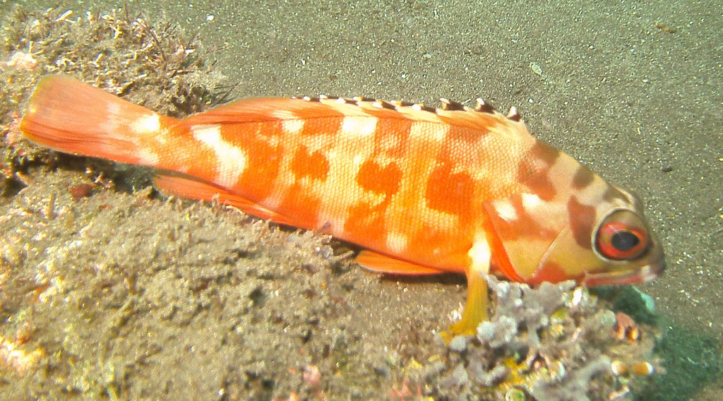 Blacktip Grouper