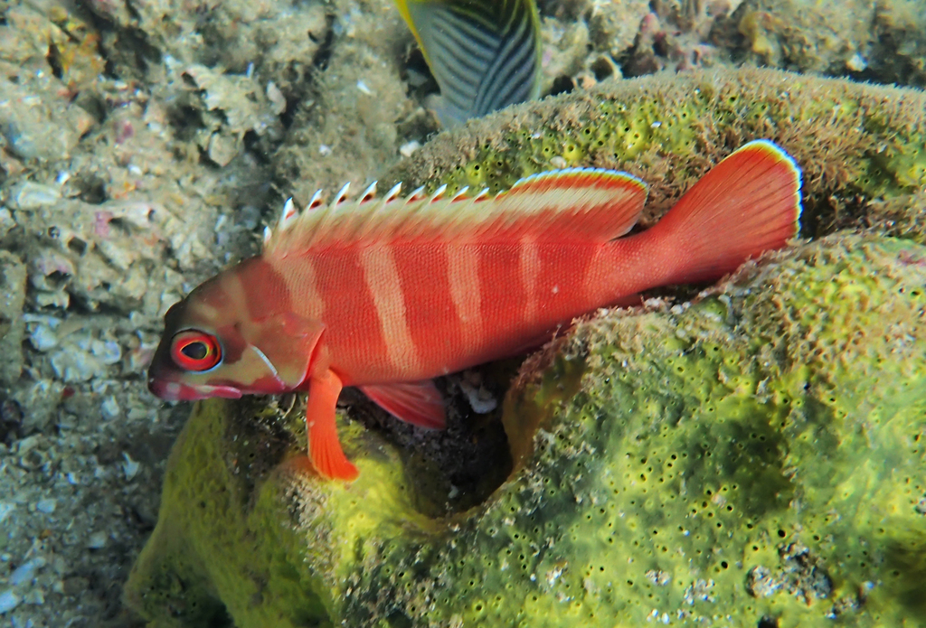 Blacktip Grouper