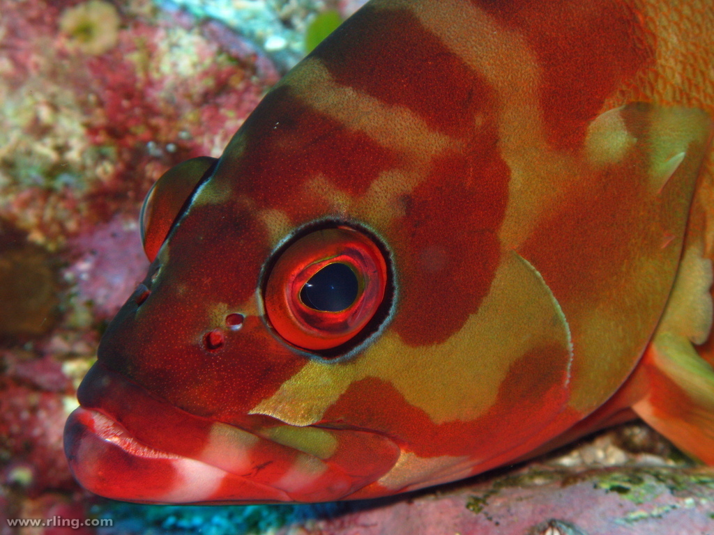 Blacktip Grouper