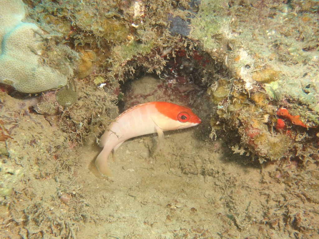 Blacktip Grouper