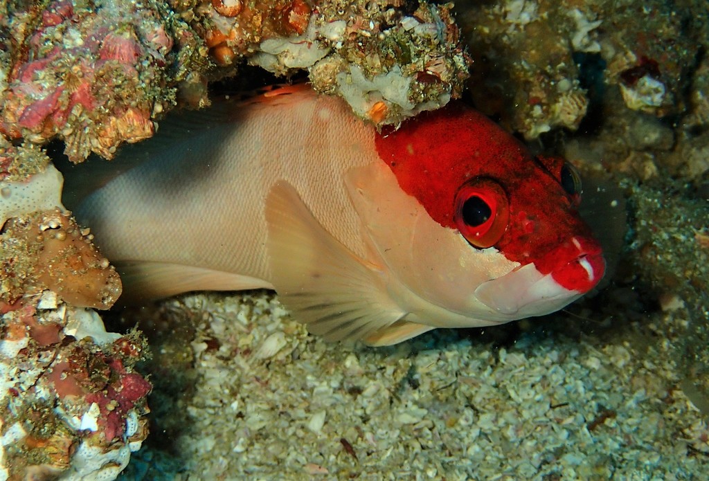 Blacktip Grouper