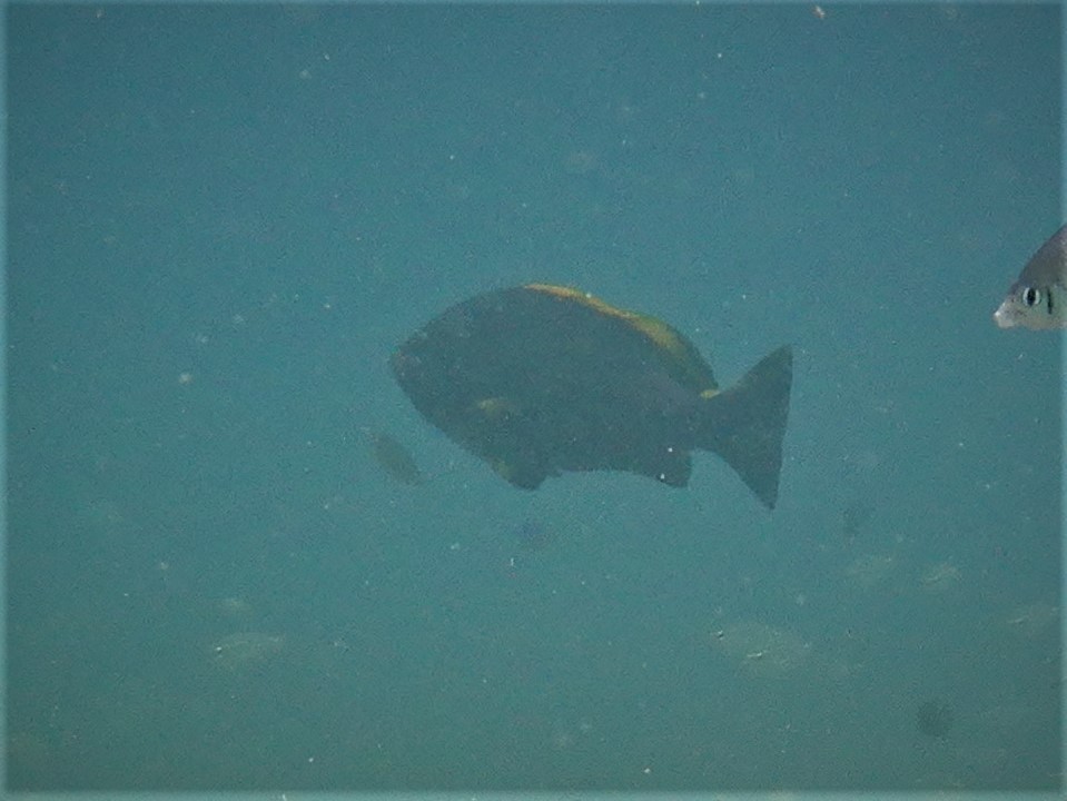 Blue-and-yellow Grouper