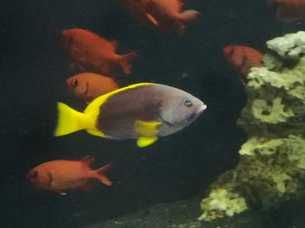 Blue-and-yellow Grouper