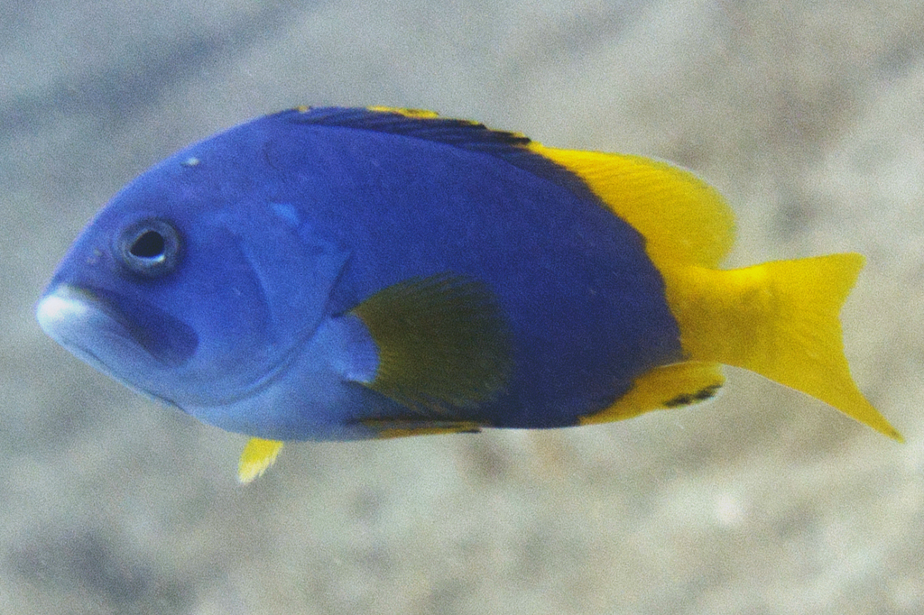 Blue-and-yellow Grouper