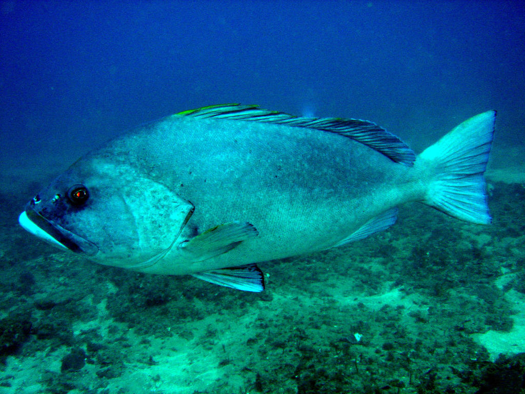 Blue-and-yellow Grouper