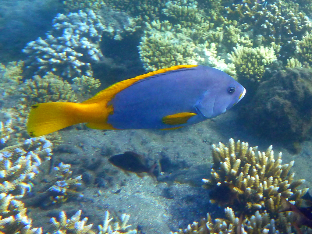 Blue-and-yellow Grouper