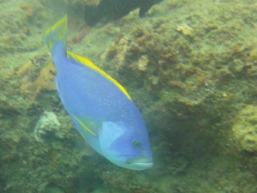 Blue-and-yellow Grouper