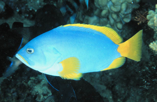 Blue-and-yellow Grouper