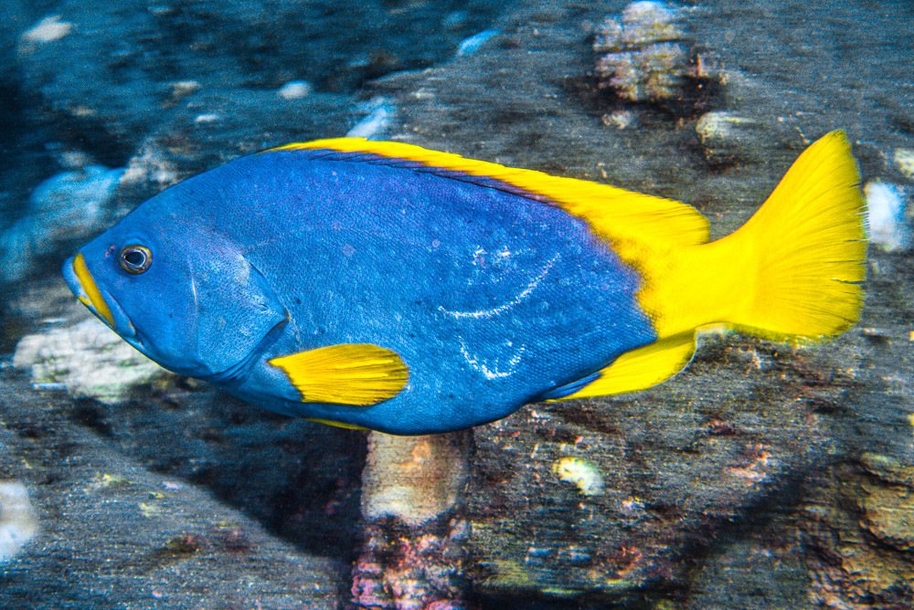 Blue-and-yellow Grouper