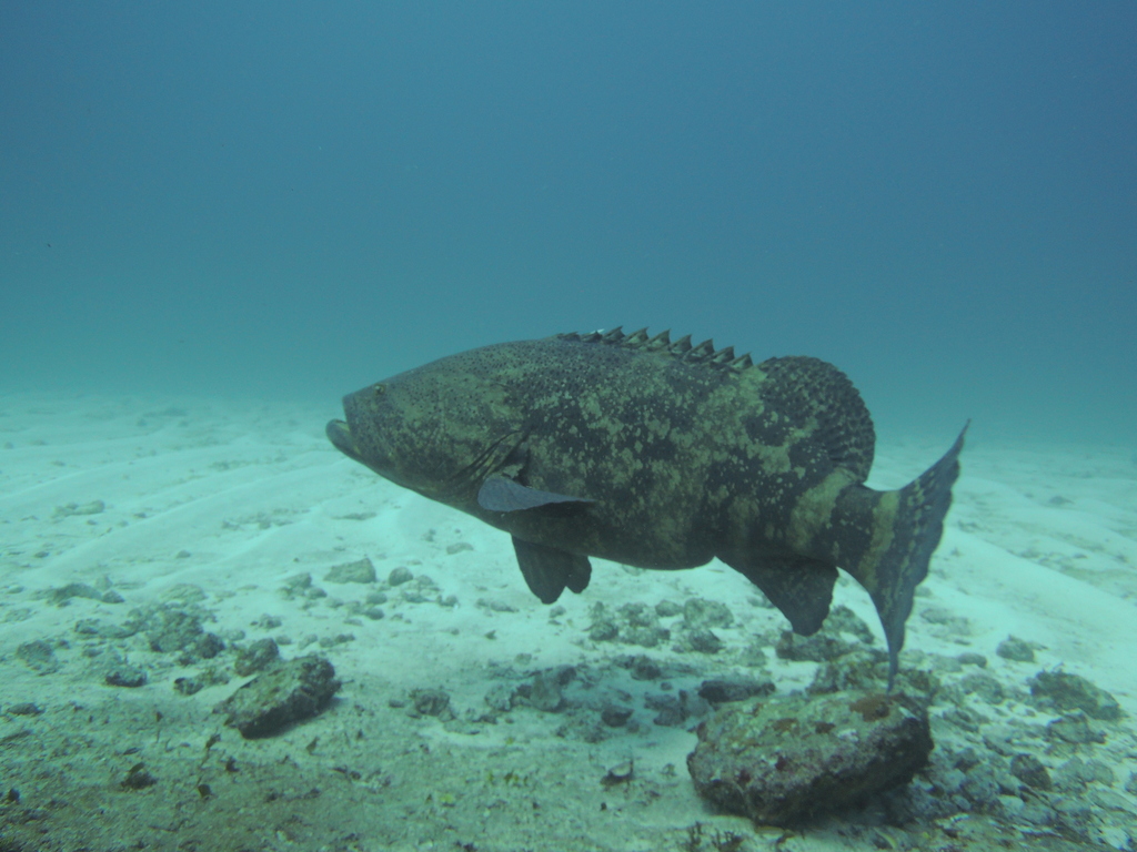 Atlantic Goliath Grouper