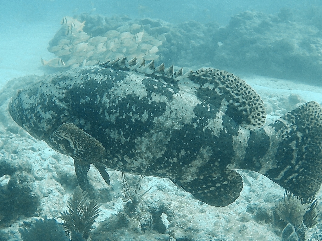 Atlantic Goliath Grouper