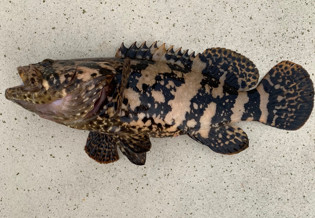 Atlantic Goliath Grouper