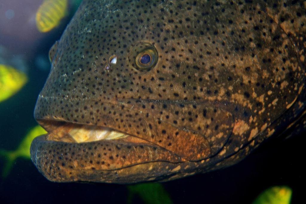 Atlantic Goliath Grouper