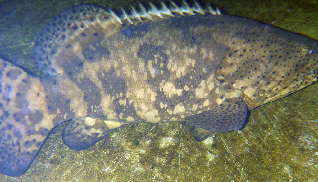 Atlantic Goliath Grouper
