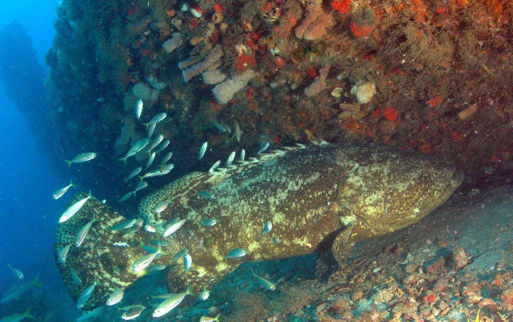 Atlantic Goliath Grouper