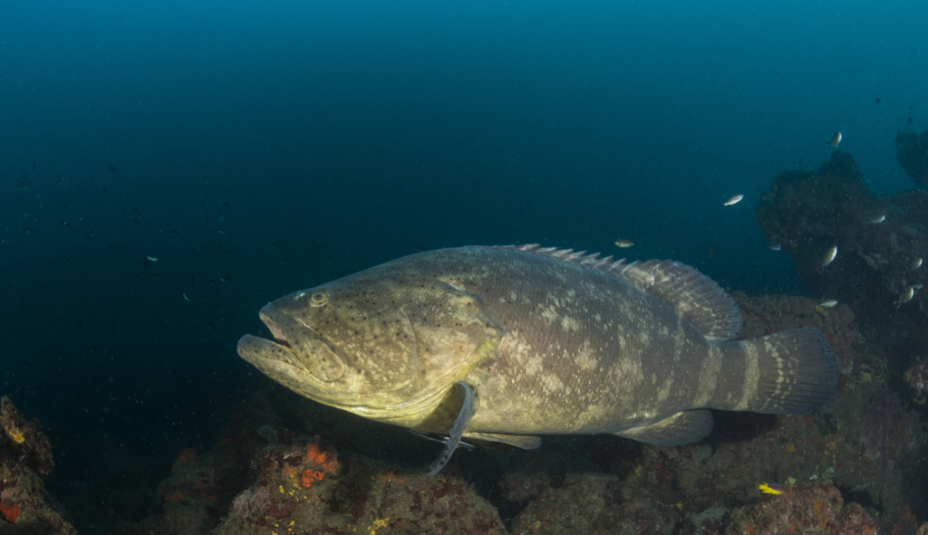 Atlantic Goliath Grouper