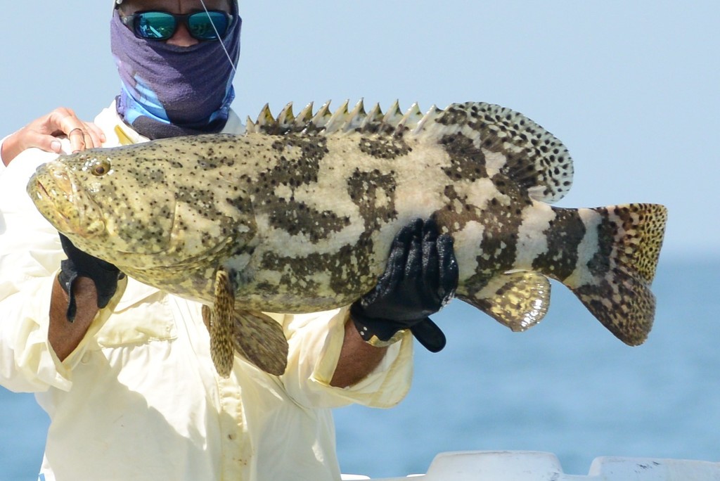 Atlantic Goliath Grouper