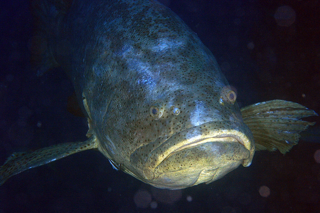 Atlantic Goliath Grouper