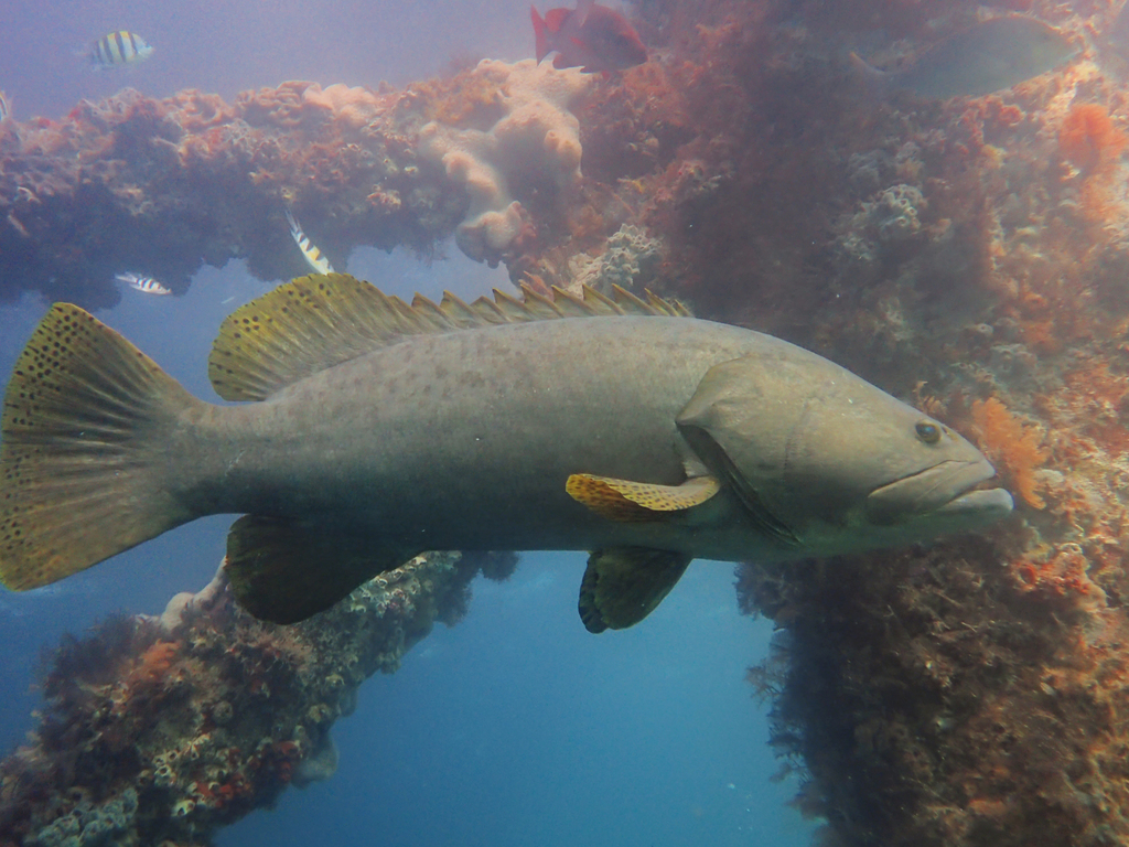 Giant Grouper