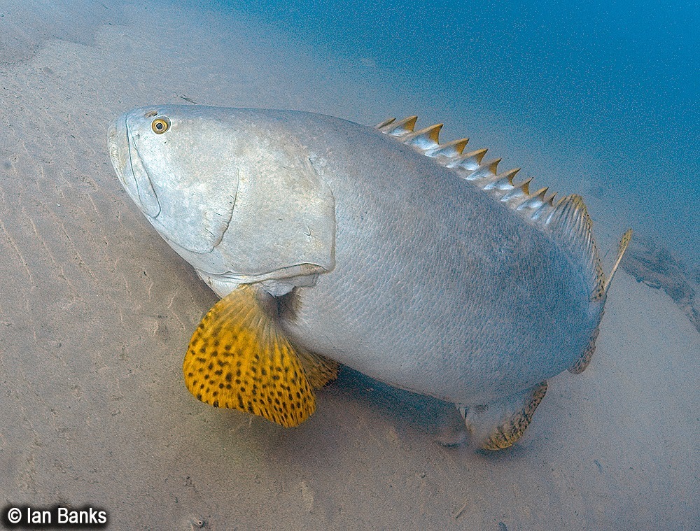 Giant Grouper