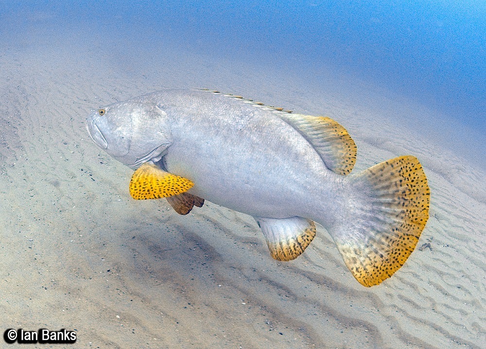 Giant Grouper