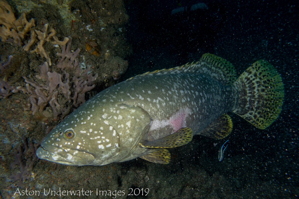 Giant Grouper