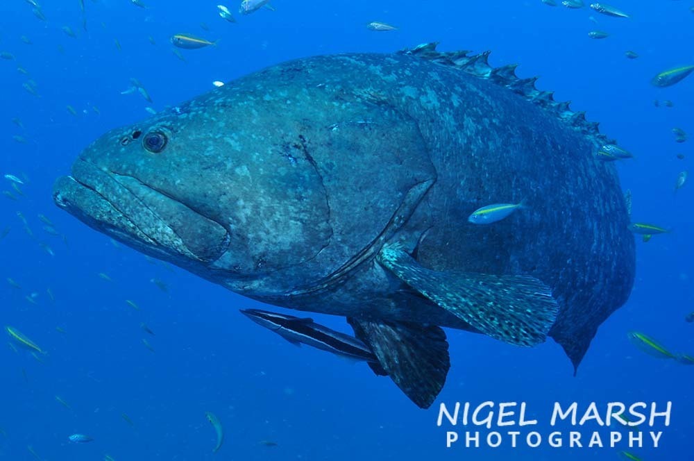 Giant Grouper