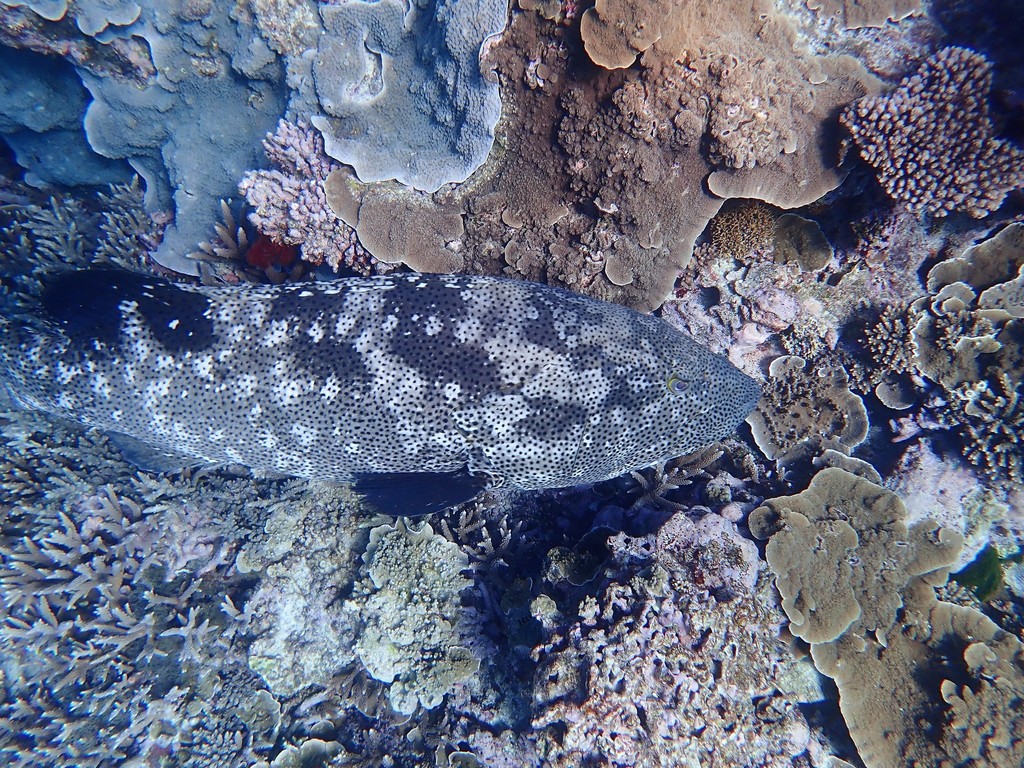 Malabar Grouper