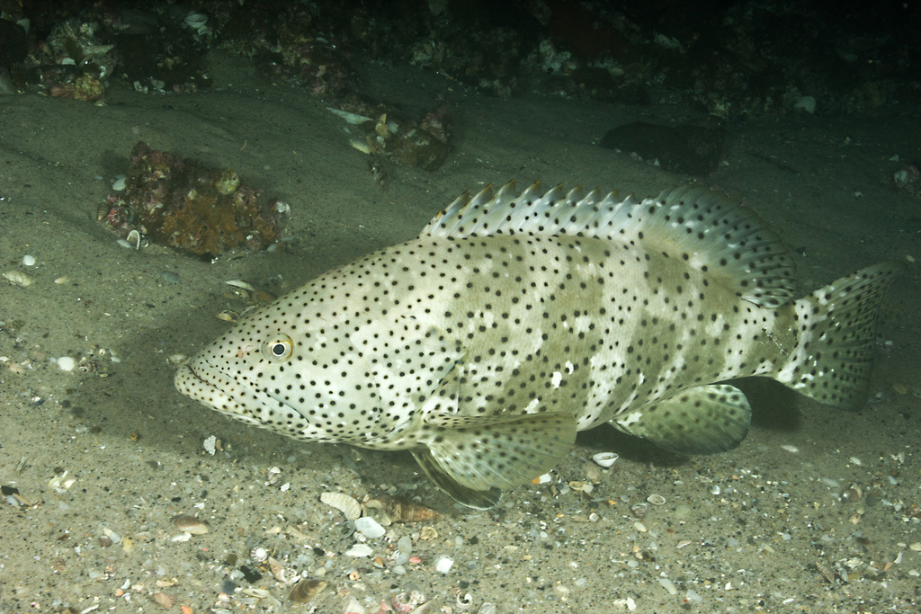 Malabar Grouper