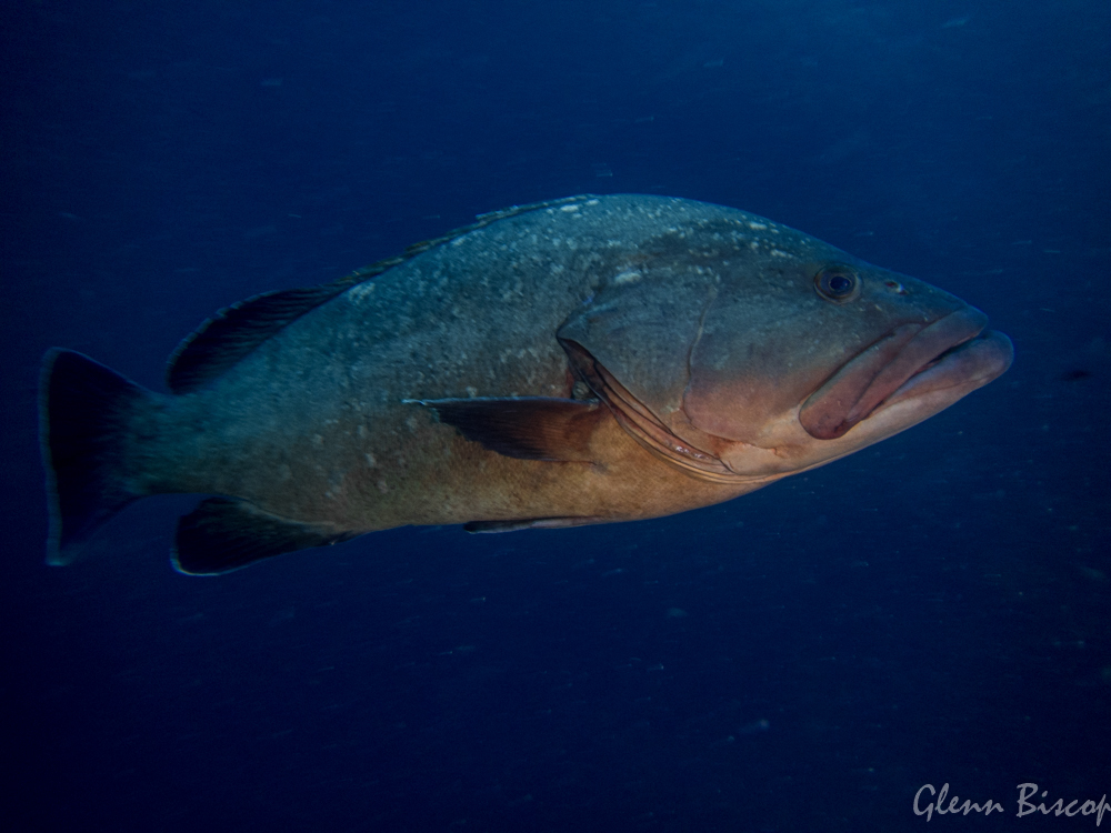 Dusky Grouper