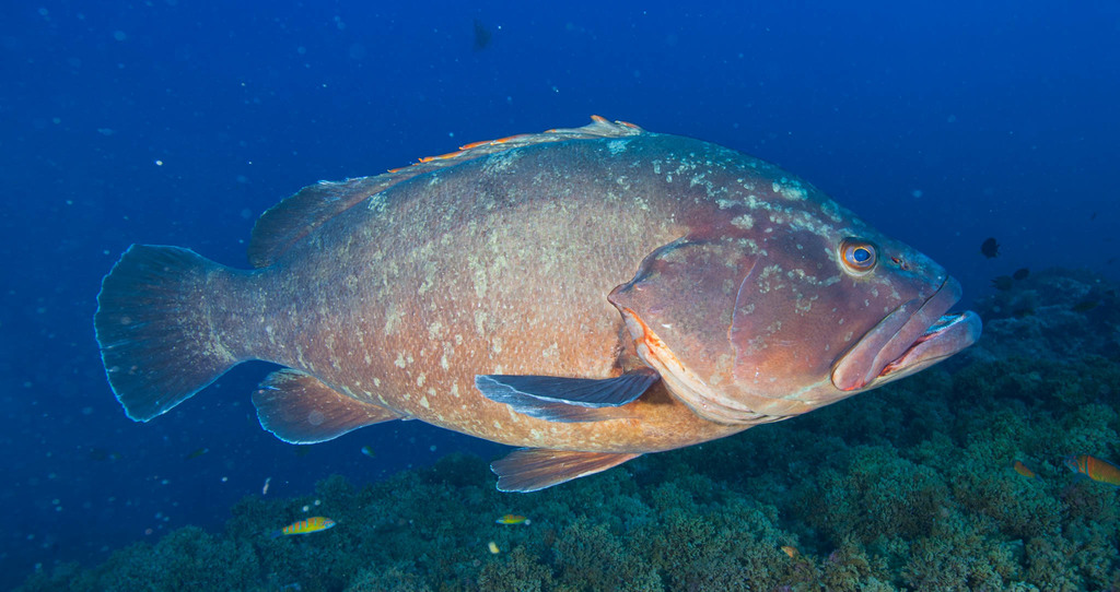 Dusky Grouper
