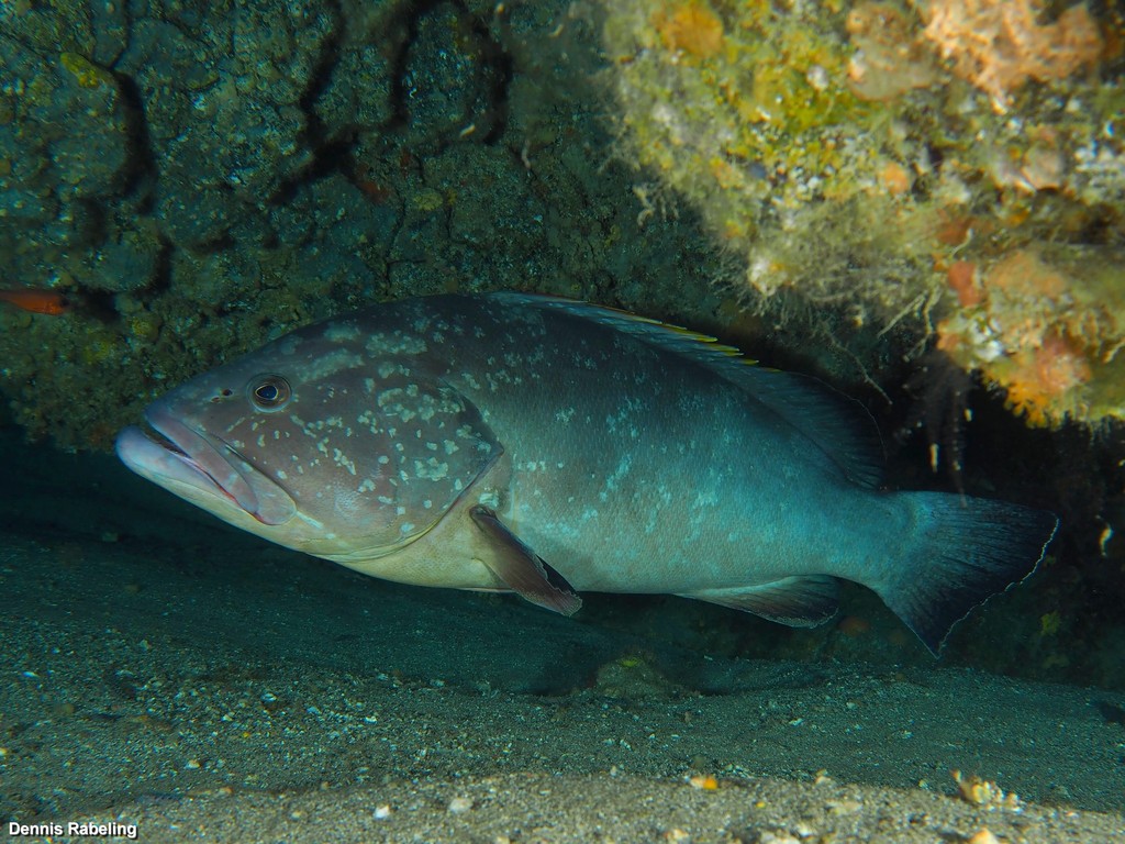 Dusky Grouper