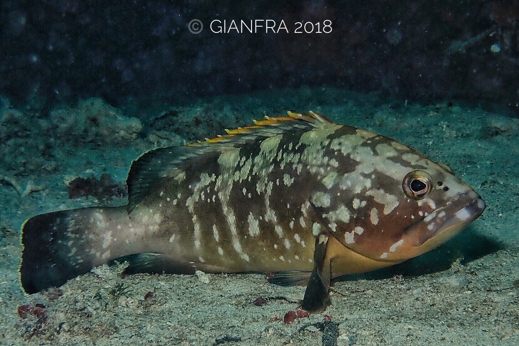 Dusky Grouper