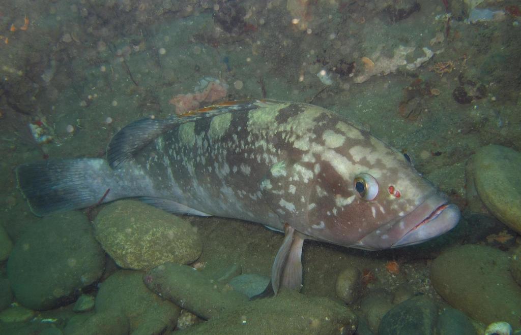Dusky Grouper