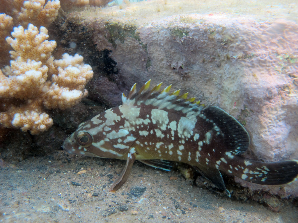 Dusky Grouper