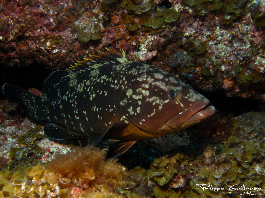 Dusky Grouper